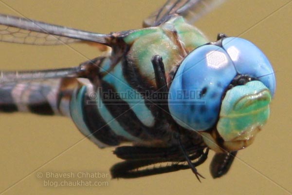 Ground Skimmer [Diplacodes Trivialis]